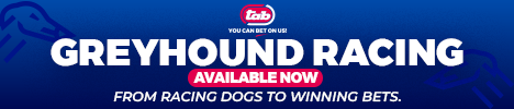 4 racing greyhounds