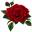 rose.jpg