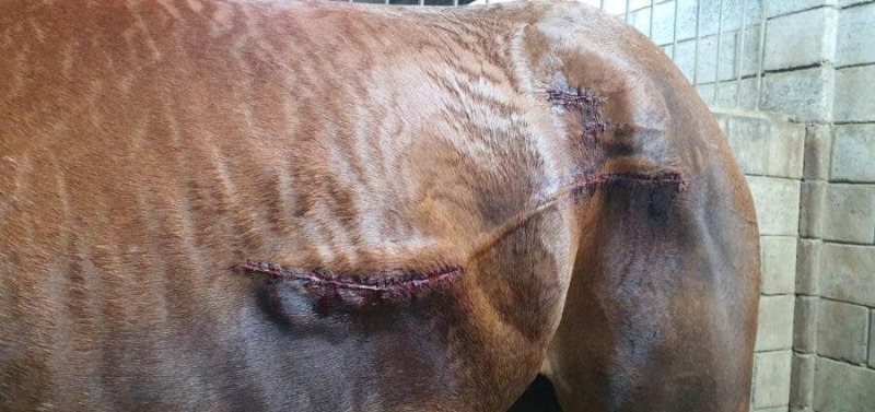 horse-attacked-fairview-900x425.jpg