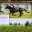 GoldenHorn.jpg